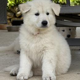 Berger Blanc Suisse and German Shepherd Puppies from Scenic Creek German Shepherds and White Swiss Shepherds