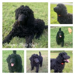 Poodle Puppies from Gold’N Gorgeous Kennels