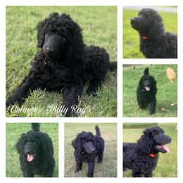Poodle Puppies from Gold’N Gorgeous Kennels