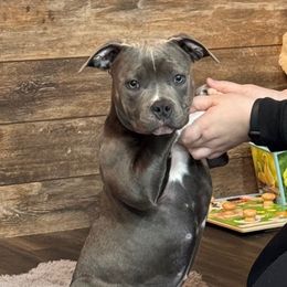 Mary - Blue American Bully puppy in Seattle, Washington from Bosnian Royal Bullies