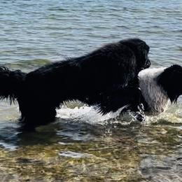 Anatolian Shepherd Dogs, Komondorok, and Newfoundlands from Tatties Ranch