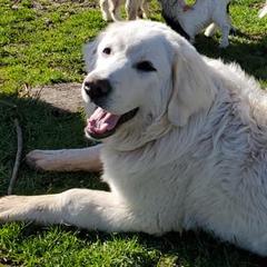 Hazel - Polish Tatra Sheepdog