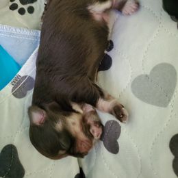 Boy 3 - Miniature Schnauzer puppy in Casper, Wyoming from Flyover Farms