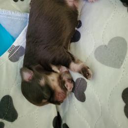 Boy 3 - Miniature Schnauzer puppy in Casper, Wyoming from Flyover Farms