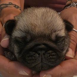 Grey Collar Boy - Fawn male Pug puppy in New Braunfels, Texas from Kex Pug Haus