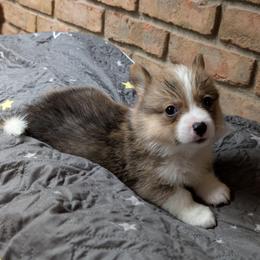 Jinshi (Tan Collar) - Red male Pembroke Welsh Corgi puppy in Stoystown, Pennsylvania from Willow Grove Corgis