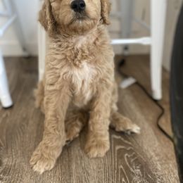 Goldendoodle Puppies from Whidbey Goldendoodles