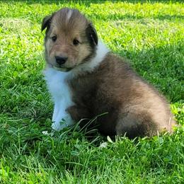 Howie - Sable male Collie puppy in Mattoon, Illinois from Gold Leaf Collies