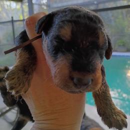 Mr. Brown - Black and tan male Airedale Terrier puppy in Trinity, Florida from Black Opal