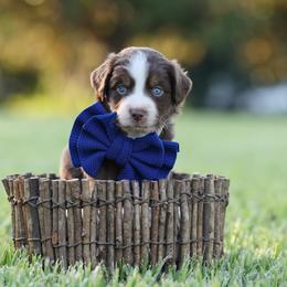 Atlas - Red tri male Miniature Australian Shepherd puppy in White Oak, Texas from Triple Lake Ranch Miniature Australian Shepherds