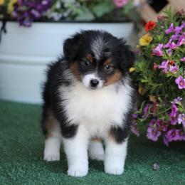 Boy 1 - male Miniature Australian Shepherd puppy in Circleville, Utah from Canyon Creek Aussies