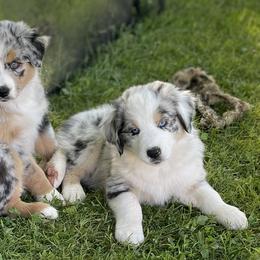 Australian Shepherd Puppies from Bedtime Story Australian Shepherds