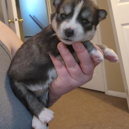 Amber - Agouti and white female Siberian Husky puppy in Louisville, Kentucky from Xavier's Home for Gifted Huskies