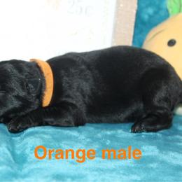 Orange male - Black male German Shepherd puppy in Ann Arbor, Michigan from Von Der Havier German Shepherds