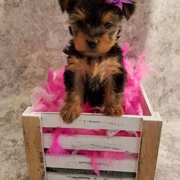 Biewer Terrier and Yorkshire Terrier Puppies from Niko Kennel