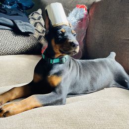 Doberman Pinscher Puppies from Pipe Creek Dobermans