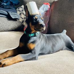 Doberman Pinscher Puppies from Pipe Creek Dobermans