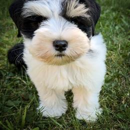 Miniature Schnauzer Puppies from Enchanted Paws