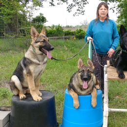 German Shepherd Puppies from Juanita's German Shepherd Dogs