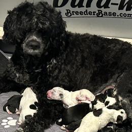 Portuguese Water Dog puppies from Stacy's PWD Portuguese Water Dogs