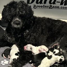 Portuguese Water Dog puppies from Stacy's PWD Portuguese Water Dogs