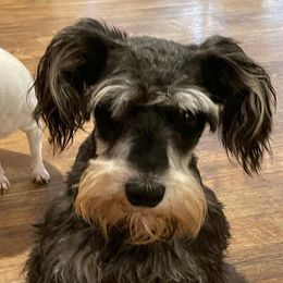 Millie - Miniature Schnauzer