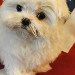Maltese Puppies from May-Fam Maltese