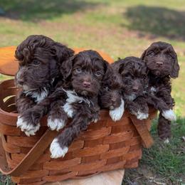 Cockapoo Puppies from Windy Pines Farm