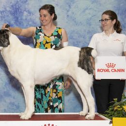 Central Asian Shepherd Dogs and Portuguese Water Dogs from Ascent Central Asian Shepherds & Portuguese Water Dogs