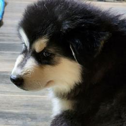 Girl 1 'Lilith' orange collar - Black and white female Alaskan Malamute puppy in Grayson County, Virginia from River Bend Malamutes