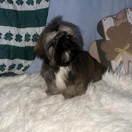 Sunny - Silver gold and white male Shih Tzu puppy in Tenino, Washington from Fantasy Realm Shih Tzus