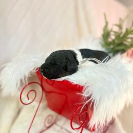 Snowdrop - Black and white female Bernedoodle puppy in Buda, Illinois from Hamilton Farm Doodles