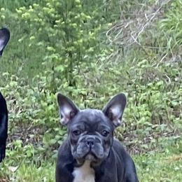 Boston Terrier and French Bulldog Puppies from High Plains Bullies
