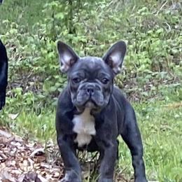Boston Terrier and French Bulldog Puppies from High Plains Bullies