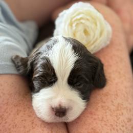Boy 7 - male English Springer Spaniel puppy in Tea, South Dakota from Mindy's English Springer Spaniels