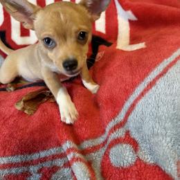Pluto - Gold and white male Chihuahua puppy in Chillicothe, Ohio from Cathy's Chihuahuas