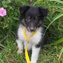 Miss Evie - Black white and tan female Shetland Sheepdog puppy in Altha, Florida from Hill Top Shelties
