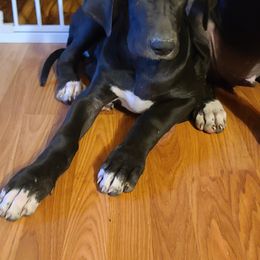 Great Dane Puppies from Trisha Self's Great Danes