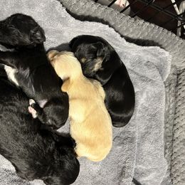 Yorkipoo Puppies from Bayless Yorkiepoos