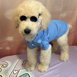 Remy - Apricot male Poodle puppy in Mobile, Alabama from Semmy’s Standard Poodle LLC