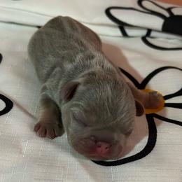Caraxes - Blue male French Bulldog puppy in Peru, Indiana from Angies Little Bostons And Frenchies
