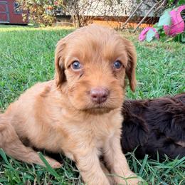 Genevieve with training - Red female Cockapoo puppy in Boonville, North Carolina from Doods & Dolls