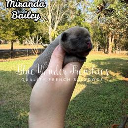 Miranda Bailey - Blue fawn female French Bulldog puppy in Loxahatchee, Florida from Blue Wonder Frenchies