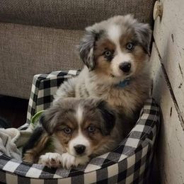 Australian Shepherds, Miniature Australian Shepherds, and Toy Australian Shepherds from Beulah Aussie Farms Texas