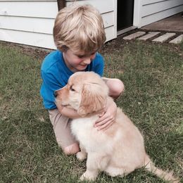 Golden Retrievers from ElkCreek Golden Retrievers