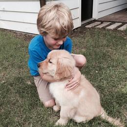 Golden Retrievers from ElkCreek Golden Retrievers