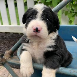 Bordoodle Puppies from Borders of Eby Eden