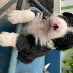 Bordoodle Puppies from Borders of Eby Eden