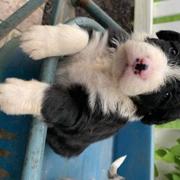 Bordoodle Puppies from Borders of Eby Eden