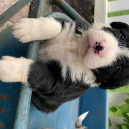 Bordoodle Puppies from Borders of Eby Eden